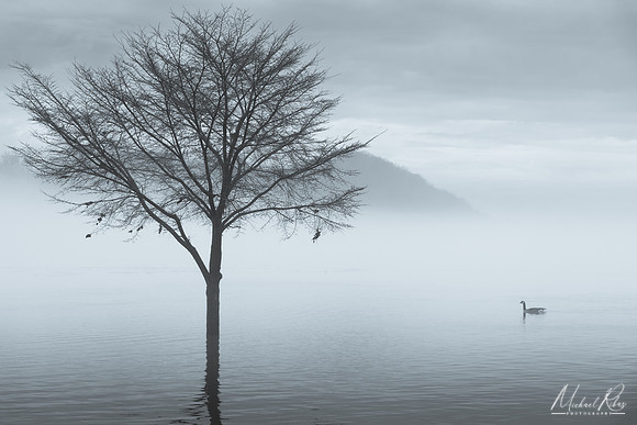 A Tree and a Duck  (2023)