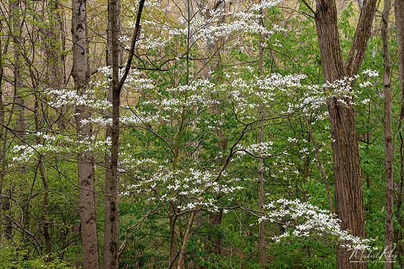 Dogwoods in Woodland Forest (2021)