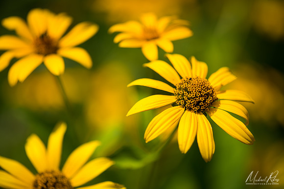 Yellow Coneflowers (2018)