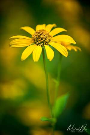 Yellow Coneflower (2018)