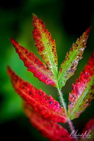 Sumac Leaves