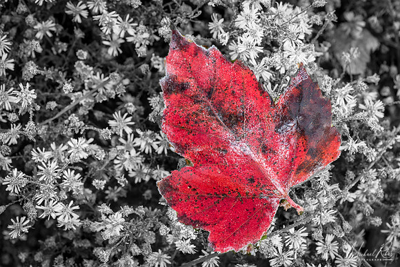 Red Leaf (2018)