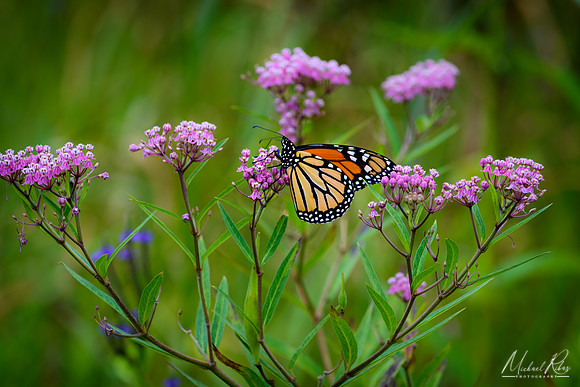 Monarch Butterfly and Ironweed (2018)