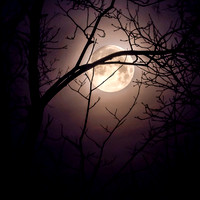 Moon and Branches (2019)
