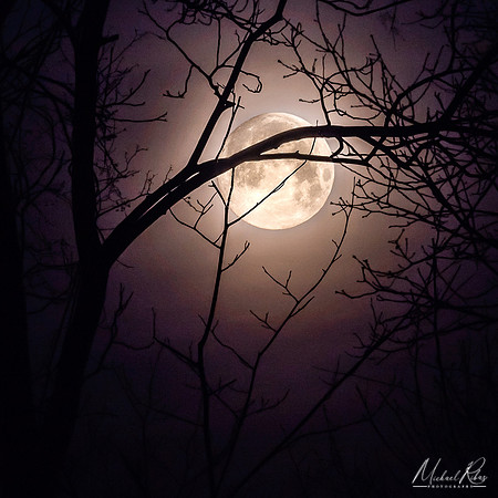 Moon and Branches (2019)