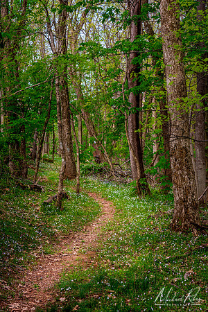 Spring Trails (2019)