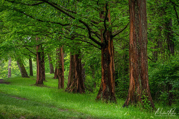 Dawn Redwoods (2019)