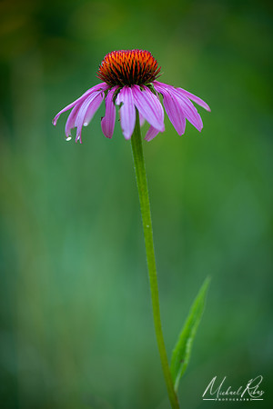 Purple Coneflower (2019)