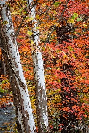 Sycamore and Maple (2019)