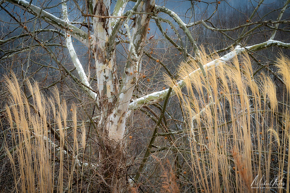 Sycamore Tree Amidst Tall Grass 2020)