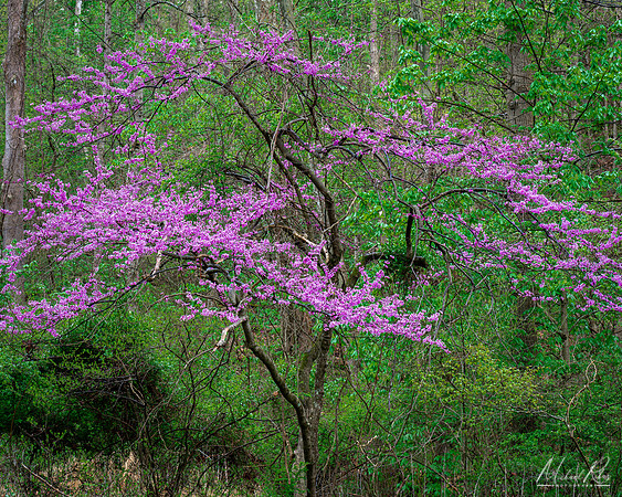 Redbud (2021)