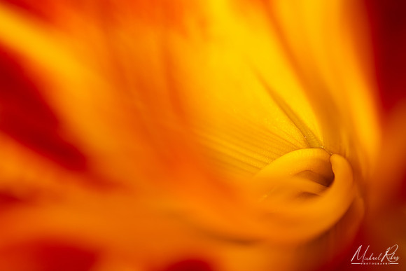 Daylilly (2021)