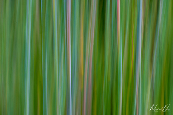 Grasses (2021)