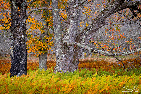 Canaan Trees (2021)
