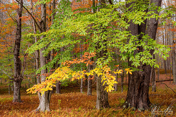 Canaan Valley Woodland in Fall (2021)