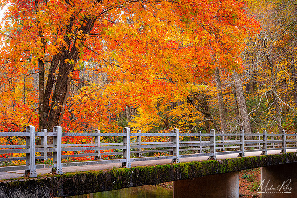 Footbridge and Fall Foliage (2021)