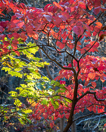 Autumn Colors (2021)