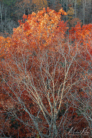 New River Tree (2021)