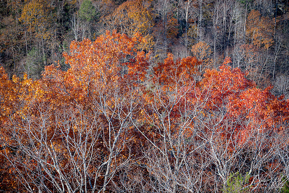 New River Late Fall Foliage (2021)