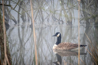 Mallord Duck (2022)