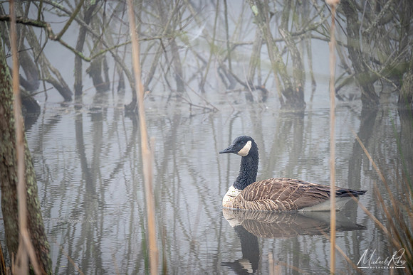 Mallord Duck (2022)