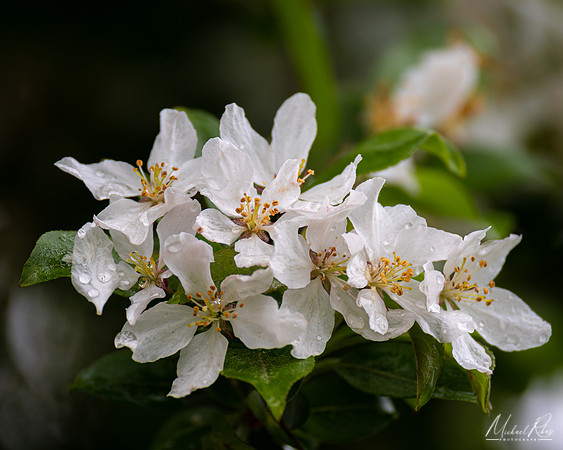 Cherry Blossums (2022)