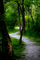 Winding Trail (2022)