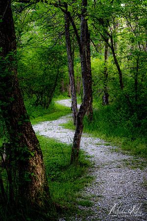 Winding Trail (2022)