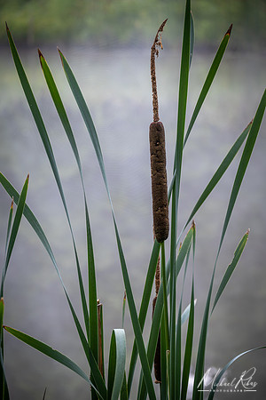 Cattail (2022)