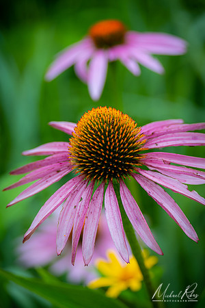 Coneflower (2022)