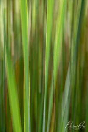 Cattail Reeds (2022)