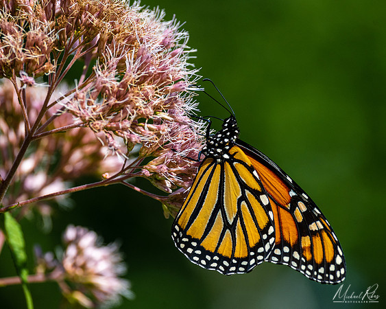Monarch Butterfly (2022)