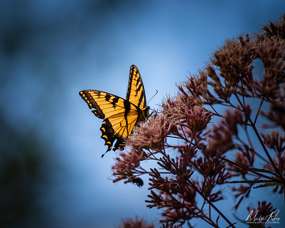 Yellow Swallowtail (2022)