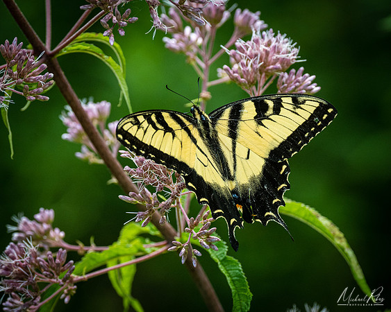 Yellow Swallowtail (2022)