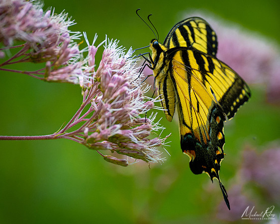 Yellow Swallowtail (2022)