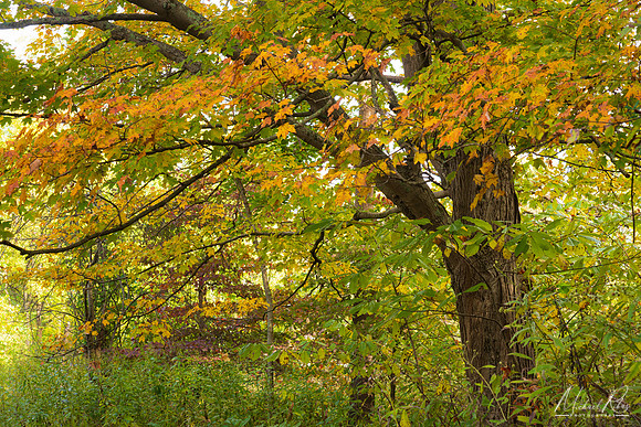 Early Fall Color (2022)