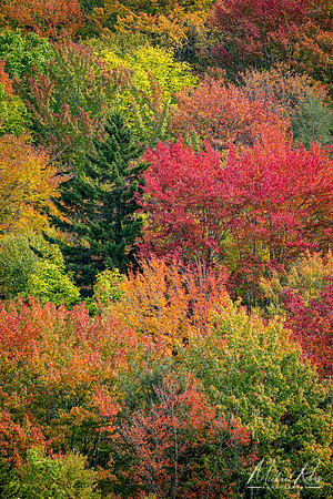 Autumn Foliage, Highland Scenic Highway (202)