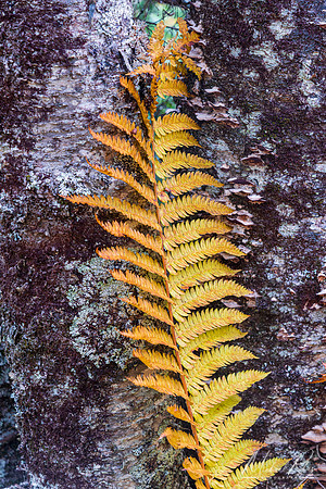 Golden Fern, Cranberry Glades (2022)