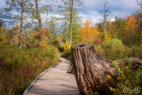 Cranberry Glades Boardwalk (2022)