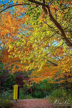 Early Fall (2022)