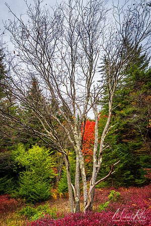 Yellow Birch, Dolly Sods (2022)