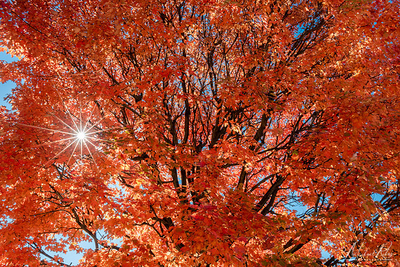 Sugar Maple and Sunburst (2022)