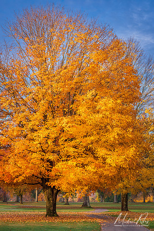 Sugar Maples (2022)