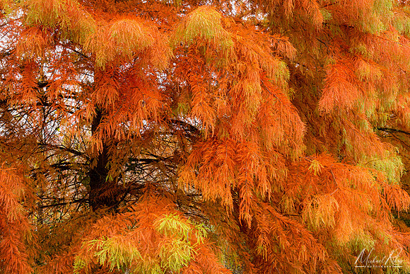 Cypress Tree in Fall (2022)