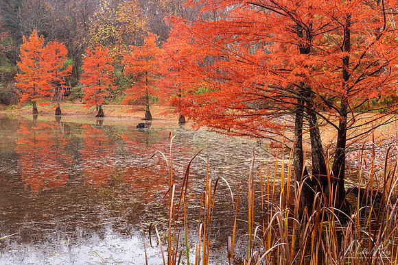 Bald Cypress Trees at McDonough (2022)