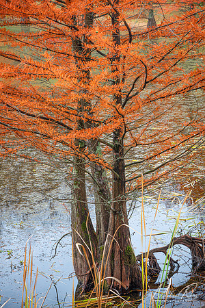 Bald Cypress in Fall (2022)