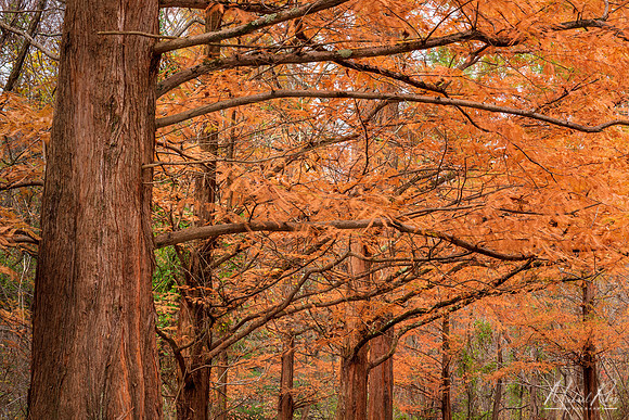 Dawn Redwoods in Fall (2022)