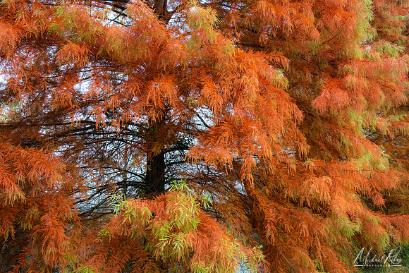 Cypress Tree in Fall (2022)