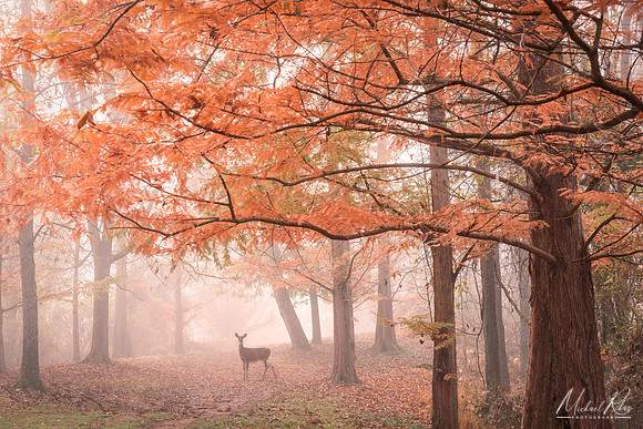 Deer, McDonough Wildlife Preserve (2022)