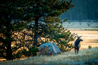 Elk at Rocky Mountain NP (2021)